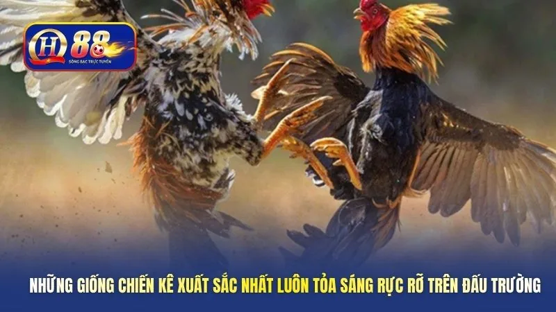 Những giống chiến kê xuất sắc nhất luôn tỏa sáng rực rỡ trên đấu trường